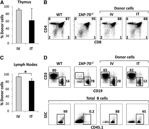 Figure 2. Myeloablative conditioning promotes reconstitution by semiallogeneic BM progenitors after intravenous or intrathymic administration. ZAP-70−/− mice were preconditioned with busulphan and cyclophosphamide before transplantation with semiallogeneic lineage-negative BM progenitor cells (2 × 105) isolated from C57Bl/6JxCBA/J WT mice. Progenitors were administered by either intravenous or intrathymic routes and were sacrificed 28 weeks posttransplantation. (A) Bar graph quantification of the percentages of CD45.1+ donor cells detected in the thymi of intravenous- and intrathymic-reconstituted ZAP-70−/− mice 28 weeks posttransplantation (mean ± SD). (B) Representative dot plots showing the CD4/CD8 phenotypes of donor cells in the thymi of intravenous- and intrathymic-reconstituted ZAP-70−/− mice compared with donor and recipient mice. (C) Bar graph quantification of the percentages of CD45.1+ donor cells in the lymph nodes of intravenous- and intrathymic-reconstituted mice (mean ± SD; * P < .05). (D) Dot plots showing the CD3/CD19 phenotypes of donor cells in the lymph nodes of intravenous- and intrathymic-reconstituted mice compared with donor and recipient controls (upper panels). The proportion of donor-derived B cells in the LN of intravenous- and intrathymic-reconstituted mice was monitored as a function of CD45.1 expression (lower panels). The percentages of CD45.1+ cells are indicated, and data are representative of 3 independent experiments.