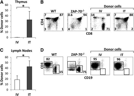Figure 3. In the absence of conditioning, thymopoiesis by transplanted semiallogeneic BM progenitors is only sustained after intrathymic administration. ZAP-70−/− mice were transplanted with 2 × 105 semiallogeneic BM progenitors isolated from C57Bl/6JxCBA/J WT mice, in the absence of any preconditioning. Progenitors were administered by either intravenous or intrathymic routes. (A) Bar graph quantification of the percentages of CD45.1+ donor cells detected in the thymi of intravenous- and intrathymic-transplanted mice 28 weeks posttransplantation (mean ± SD). (B) The phenotype of donor thymocytes generated after intravenous and intrathymic transplantation of semiallogeneic progenitors was assessed by CD4/CD8 staining. Representative dot plots of transplanted mice, gated on donor thymocytes, as well as donor and recipient controls are shown. (C) Bar graph quantification of the percentages of donor cells (CD45.1+) in the LN of intravenous- and intrathymic-transplanted mice (mean ± SD; *P < .05). (D) The phenotype of donor cells in the periphery of transplanted mice was assessed by CD3/CD19 staining of lymph nodes. Dot plots show the phenotype of gated donor cells compared with WT and ZAP-70−/− controls. Data are representative of 3 independent experiments.