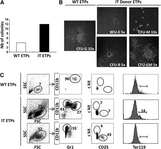 Figure 6. Only ETPs differentiating from intrathymically administered hematopoietic progenitors retain significant ex vivo myeloid potential. Mice reconstituted with intrathymically injected WT BM progenitors were sacrificed 16 weeks posttransplantation, and ETPs were sorted from the thymi of mice undergoing thymopoiesis. (A) ETPs (5 × 102) from WT and intrathymic-reconstituted (intrathymic-ETPs) mice were cultured in MethoCult media to assess myeloid potential. The total numbers of colonies derived from WT and intrathymic ETPs in a representative experiment are shown. (B) Colony morphologic features were assessed 7 days after culture, and representative photographs of granulocyte/macrophage and granulocyte colony-forming units as well as erythroid burst-forming units are shown. (C) The expression of myeloid, erythroid, and progenitor cell surface markers was assessed on WT- and intrathymic-ETP–derived colony-forming units. Representative plots showing expression of CD11b, Gr-1, c-Kit, CD25, and Ter119 are presented for cells derived from single colonies.