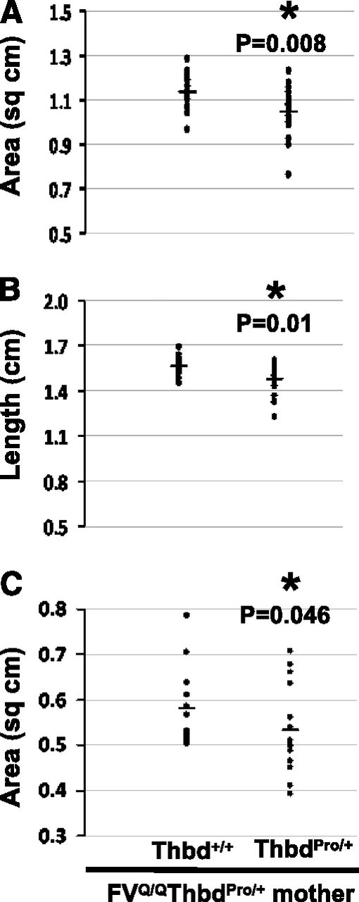 Figure 2. ThbdPro/+ embryos and placentae are smaller than littermate Thbd+/+ controls in pregnancies of FVQ/QThbdPro/+ females mated to ThbdPro/+ males. The size distribution of ThbdPro/+ and littermate Thbd+/+ embryos and placentae measured at 15.5 dpc is shown. Lengthwise cross-sectional area (A), length of the embryo (B), and placental cross-sectional area (C) were measured from digital photographs taken at a known magnification and resolution. P values were computed in comparison with Thbd+/+ controls. No live ThbdPro/Pro embryos were obtained from these pregnancies; these die in utero before 12.5 dpc.