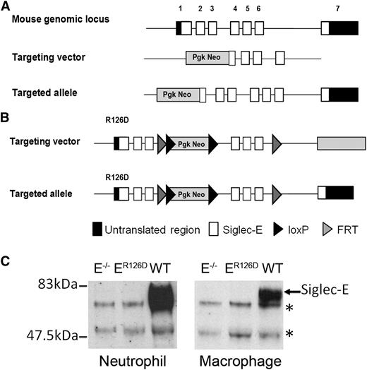 Figure 1. Generation of siglec-E–deficient mice. (A) Schematic representation of Siglec-E locus, the gene targeting vector, and the predicted mutated Siglec-E gene. (B) Targeting vector to introduce R126D mutation in exon 1 (that contains the sialic acid binding site), with the aim of generating a full-length protein that lacks the ability to bind sialic acid. (C) Lysates from bone marrow neutrophils or bone marrow–derived macrophages cultured for 3 days in the presence of 100 ng/mL LPS to induce siglec-E were immunoprecipitated with sheep anti-mouse siglec-E IgG and subsequently immunoblotted with sheep anti-mouse siglec-E antiserum followed by rabbit anti-sheep IgG-HRP conjugate. *An upper nonspecific band and a lower heavy chain band were common to all samples.
