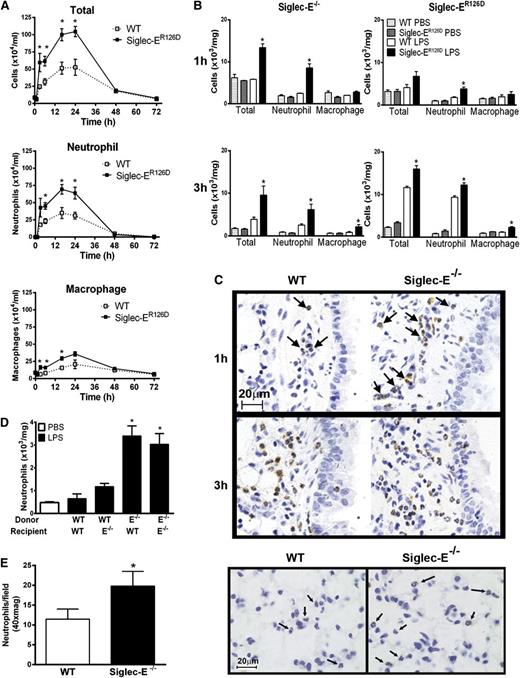 Figure 2. LPS-induced airway inflammation in siglec-E–deficient mice. Total and differential cell counts in (A) bronchoalveolar lavage and (B) lung tissue digests from WT mice and siglec-ER126D mice following aerosolized LPS. Values are expressed as means ± SEM; n = 4-6 per group; and *P < .05, Mann-Whitney U test compared with WT mice. (C) Paraffin-embedded lung tissue sections were stained with a specific antibody against myeloperoxidase to identify neutrophils (arrows). Scale bars represent 20 µm on images acquired with an Axioskop Zeiss microscope (63× PlanNeoFluor/1.25 objective) equipped with an Axiocam digital camera (Carl Zeiss Microscopy LLC, Thornwood, New York). Data are representative of n = 4-6 per group. (D) Eight weeks after reconstitution, radiation bone marrow chimeric mice were exposed to aerosolized LPS. One hour after LPS, cells were isolated from lung tissue digests, and numbers of neutrophils were determined by flow cytometry. Data are expressed as means ± SEM; n = 4-5 per group; and *P < .05, Mann-Whitney U test compared with mice reconstituted with WT cells. (E) Increased margination of neutrophils in the lung tissue of siglec-E–deficient mice 4 hours after 50 μg intraperitoneal LPS. Paraffin-embedded lung tissue sections were stained with a specific antibody against myeloperoxidase to identify neutrophils in the capillary bed (arrows; scale bars represent 20 µm). Neutrophils were enumerated in 10 random fields per section. Values are expressed as means ± SEM; n = 5 per group; and *P < .05, Mann-Whitney U test compared with WT mice.