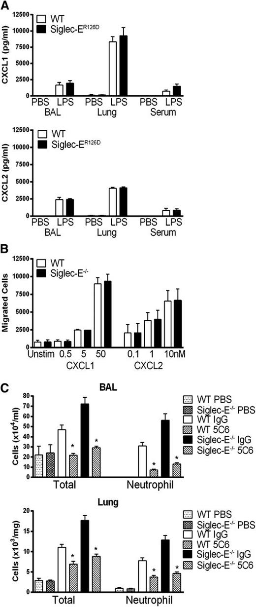 Figure 3. Chemotactic responses and requirement for CD11b in exaggerated neutrophil recruitment of siglec-E–deficient mice exposed to LPS. (A) CXCL1 and CXCL2 levels were measured in serum, bronchoalveolar lavage (BAL) fluid, and lung tissue homogenate by enzyme-linked immunosorbent assay from WT mice and siglec-ER126D mice 30 minutes after LPS aerosol. Data are expressed as means ± SEM; n = 4-5 per group. (B) A 1:1 mix of WT and siglec-E−/− mice bone marrow cells were placed into transwell chemotaxis chambers, and the number of cells migrating was determined by flow cytometry. Data are expressed as means ± SEM of triplicate wells. (C) Mice were injected intravenously with 100 µg anti-CD11b antibody (5C6 clone 1) or rat IgG immediately preceding exposure to aerosolized LPS and cellular recruitment analyzed at 3 hours in BAL or in lung tissue digests (Lung). Data are expressed as means ± SEM; n = 4-9 per group from 2 independent experiments; and *P < .05, Mann-Whitney U test compared with WT mice.