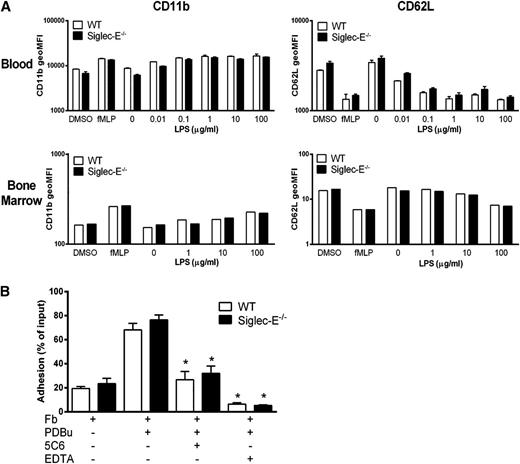 Figure 4. Siglec-E does not regulate “inside-out” signaling of CD11b in neutrophils. (A) Whole blood or bone marrow cells from WT and siglec-E−/− mice, were incubated for 30 minutes at 37°C with the indicated stimuli. Surface expression of CD11b and CD62L on mature neutrophils (SSCintGr-1hiCD11b+) was assessed by flow cytometry. Data are expressed as mean ± standard deviation; n = 3 for blood and for bone marrow as the mean, representative of 2 independent experiments. (B) Adhesion of WT and siglec-E−/− bone marrow cells to fibrinogen (Fb) in the presence and absence of PDBu. To investigate integrin-dependent adhesion, cells were pretreated with 20 μg/mL anti-CD11b antibody (5C6 clone 1) or 10 mM EDTA 20 minutes before plating. Data are expressed as mean ± SEM with 5 replicates for each data point and are representative of 2 independent experiments.