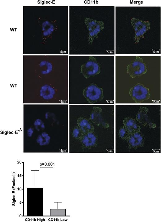 Figure 5. Siglec-E is preferentially localized in areas of high CD11b staining on neutrophils spreading over fibrinogen. WT and siglec-E−/− bone marrow cells were plated onto fibrinogen-coated coverslips for 20 minutes at 37°C. Neutrophils were fixed with 3.7% formaldehyde in phosphate-buffered saline and stained with polyclonal anti–siglec-E antibody conjugated to FluoProbe 547H and/or anti–CD11b-Alexa488 antibody. The cells were mounted in the presence of 4,6 diamidino-2-phenylindole to distinguish neutrophil nuclear morphology and were analyzed by confocal microscopy (LSM 700 microscope and Zen 2009 software; Carl Zeiss). Images were collected with an α-Plan-Apochromat × 100 NA 1.46 objective. Scale bars represent 5 µm. Image analysis was performed using Volocity software. The number of siglec-E foci per cell was quantified in areas of high CD11b staining compared with areas of low CD11b staining. High CD11b intensity was set to 1 to 3.3 standard deviations from the mean intensity, and low CD11b intensity was set to 0 to 1 standard deviations. The number of siglec-E foci was measured automatically in each region. Data are expressed as mean ± SEM from 10 images from 2 independent experiments containing ≥4 cells per image; *P < .05, paired t test.