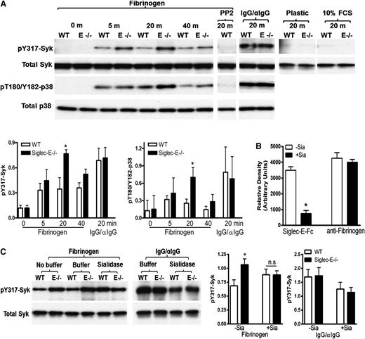 Figure 6. Siglec-E is a negative regulator of CD11b-dependent phosphorylation of Syk and p38 MAP kinase. (A) Increased phosphorylation of Syk and p38 MAP kinase in siglec-E−/− cells following adhesion to fibrinogen. WT and siglec-E−/− bone marrow cells were plated at 37°C under the different conditions and times indicated, and whole cell lysates were immunoblotted with antibodies against phopho-Y317Syk, total Syk, phospho-p38, and total p38. As a negative control, cells were treated with the Src family kinase inhibitor PP2 (20 µM). As a positive control, cells were treated with freshly prepared pervanadate (PV) to inhibit cellular tyrosine phosphatases. Phospho-Syk and phospho-p38 signals for each sample were normalized to their respective total Syk or total p38 signals. Data are representative of 3 independent experiments. Bar charts show densitometry expressed as means ± SEM; n = 3 per group; and *P < .05, paired t test compared with WT control. (B) Siglec-E binds fibrinogen in a sialic acid–dependent manner. Siglec-E-Fc precomplexes were incubated on fibrinogen pretreated with or without sialidase. Bar charts show densitometry expressed as means ± SEM; n = 3 per group; and *P < .05, paired t test compared with untreated membranes. (C) Sialidase treatment of fibrinogen reverses siglec-E–dependent inhibition of phopho-Y317Syk. Wells were coated with fibrinogen or IgG/anti-IgG complexes and either left untreated (No buffer) or were treated with V. cholerae sialidase (Sialidase) or sialidase buffer alone (Buffer) for 60 minutes. After blocking with 10% fetal calf serum, bone marrow cells were allowed to adhere for 20 minutes. Lysates were immunoblotted with antibodies to phospho-Y317Syk antibody and total Syk. Bar charts show densitometry expressed as means ± SEM; n = 4 per group; and *P < .05, paired t test compared with WT control.