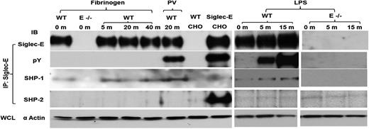 Figure 7. Siglec-E associates with SHP-1 in the absence of tyrosine phosphorylation. WT and siglec-E−/− bone marrow cells were plated on fibrinogen or stimulated in suspension with either pervanadate (PV) or with LPS (10 µg/mL) for the indicated time periods at 37°C. Lysates were immunoprecipitated with anti–siglec-E antibody followed by immunoblotting with anti–siglec-E, anti–SHP-1, anti–SHP-2, and anti-pY antibodies. As a positive control for siglec-E and SHP-2, lysates from WT and siglec-E–transfected CHO cells were analyzed in parallel. Data are representative of 3 independent experiments.