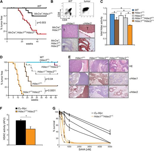 Figure 1. Hdac1 and Hdac2 dosage-dependent tumor suppression. (A) Kaplan-Meier tumor-free survival plot of WT, MxCre+;Hdac1L/L and MxCre+;Hdac1L/LHdac2L/L mice. P value was calculated using a χ2 test. (B) CD4/CD8 flow cytometry (top) and Hdac1 and Hdac2 immunohistochemistry (bottom) of tumors from MxCre+;Hdac1L/L and MxCre+;Hdac1L/LHdac2L/L mice. (C) Global HDAC activity in thymocytes with indicated genotypes relative to WT thymocytes. (D) Kaplan-Meier tumor-free survival plot of mice harboring thymocytes with indicated genotypes. P values were calculated using a χ2 test. (E) Representative pictures of Hdac1 and Hdac2 immunohistochemical analysis of lymphomas with indicated genotypes. Magnification: 100×. (F) Global HDAC activity in 4 independent Eμ−Myc and 4 independent Hdac1Δ/Δ;Hdac2Δ/+ tumor cell lines. (G) Dose response curves of 4 independent Eμ−Myc and 4 independent Hdac1Δ/Δ;Hdac2Δ/+ tumor cell lines treated increasing concentrations of suberoylanilide hydroxamic acid (SAHA). Error bars indicate standard deviations of 3 independent experiments per tumor cell line. WT, wild type.