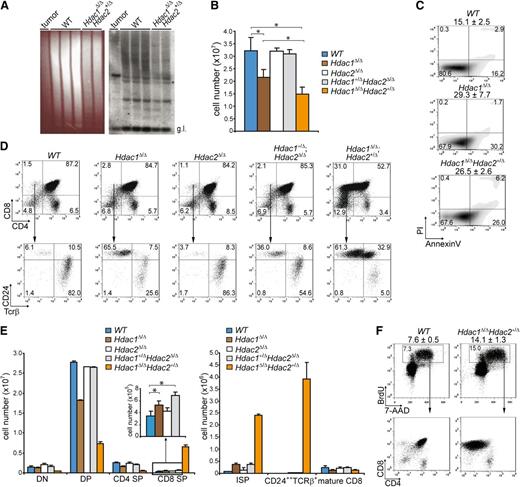 Figure 2. Hdac1 and Hdac2 control pre–T-cell development in a dosage-dependent manner. (A) Tcrβ repertoire determined in 3-week-old WT and Hdac1Δ/Δ;Hdac2Δ/+ thymi by Southern blot analysis using a Jβ2 probe sequence (right panel). Hdac1Δ/Δ;Hdac2Δ/+ lymphoma DNA was used as a positive control, while ethidium bromide–stained gel served as a loading control (left panel). (B) Quantification of thymocytes from 1-week-old mice of the indicated genotypes (n = 3 per genotype). (C) Apoptosis in thymocytes of 1-week-old WT, LckCre;Hdac1Δ/Δ and LckCre;Hdac1Δ/Δ;Hdac2Δ/+ mice, as determined by annexinV and PI staining. Mean percentages of apoptotic (annexinV+PI-) cells are presented on top (n = 3 mice per genotype). (D) Representative dot plots of CD4/CD8 (top) and CD24/TCRβ (bottom) flow cytometric analyses of thymi from 1-week-old mice with indicated genotypes. (E) Quantification of thymic subsets of 1-week-old mice with indicated genotypes. DN = CD4-CD8-, DP = CD4+CD8+, CD4 SP = CD4+CD8-, CD8 SP = CD4-CD8+ (left); ISP = CD4-CD8+CD24+Tcrβ+/−, mature CD8 = CD4-CD8+CD24+/−Tcrβ+ (right). (F) Dot plots representing BrdU-7-AAD flow cytometric analysis of thymocytes from WT and LckCre;Hdac1Δ/Δ;Hdac2Δ/+ mice 1.5 hours after BrdU injection. Average and standard deviation of BrdU-positive thymocytes are indicated on top (n = 3 mice per group). WT, wild type.