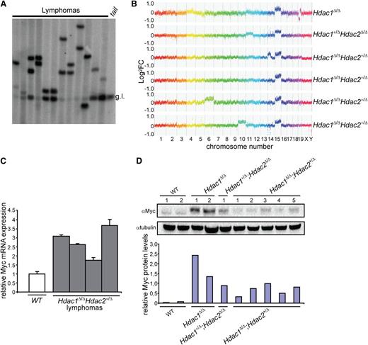 Figure 4. c-Myc overexpression–associated chromosome 15 trisomy in monoclonal T-cell lymphoma. (A) Tcrβ diversity in 12 independent Hdac1Δ/Δ Hdac2Δ/+ lymphomas analyzed by Southern blot, using a Jβ2 region-specific probe, g.l. = germline Tcrβ. (B) Representative CGH plots of 6 independent lymphomas with indicated genotypes. (C) c-Myc levels in WT thymocytes and Hdac1Δ/Δ Hdac2Δ/+ tumors analyzed by qPCR. (D) c-Myc protein levels in wild-type thymi as well as Hdac1Δ/Δ, Hdac1+/Δ;Hdac2Δ/Δ and Hdac1Δ/Δ;Hdac2+/Δ lymphoma cell lines. Bottom panel shows quantification of c-Myc protein levels relative to tubulin. WT, wild type.