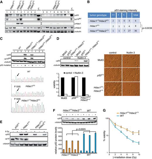 Figure 5. Hdac1 and Hdac2 dosage-dependent requirement for p53 inactivation. (A) Western blot of protein lysates from tumors with indicated genotypes using Hdac1, Hdac2, p19Arf, and p53 antibodies. α-tubulin served as loading control. (B) Summary of p53 staining intensity, indicative for stabilized/mutant p53, of a tissue micro-array containing Hdac1+/Δ;Hdac2Δ/Δ (n = 6), Hdac1Δ/Δ (n = 8), and Hdac1Δ/Δ;Hdac2+/Δ (n = 36) tumors, revealed a significant decrease of mutant p53 in Hdac1Δ/Δ;Hdac2+/Δ tumors (Fisher test, P = .0038; bottom table). (C) Western blot analysis of Hdac1+/Δ;Hdac2Δ/Δ, Hdac1Δ/Δ and Hdac1Δ/Δ;Hdac2+/Δ lymphoma cell lines as well as wild-type thymocytes for expression of p53 and p19Arf. Tubulin served as a loading control (top). p53 DNA binding domain missense mutations (F130S) in Hdac1Δ/Δ and Hdac1+/Δ;Hdac2Δ/Δ tumor cell lines. p53 sequence of wild-type thymocytes served as reference (bottom). (D) Western blot analysis of Nutlin-3–treated Hdac1Δ/Δ;Hdac2Δ/+ lymphoma cell line for expression of p53. Human MOLT-3 T-ALL cell line harboring wild-type p53 and a murine p53Δ/Δ T-cell lymphoma served as controls. Tubulin served as a loading control. Nutlin-3 treatment resulted only in wild-type p53 bearing lymphoma cell lines in loss of viability, as determined by cell-titer blue assay (lower panel) and visual inspection of cell cultures (right panel; magnification 200×). (E) Western blot analysis of protein lysates of p53Δ/Δ, Hdac1Δ/Δ, and Hdac1Δ/Δ;Hdac2+/Δ tumor cell lines treated with ionizing radiation (6 Gy) for p53 and p19Arf. Hdac1Δ/Δ;Hdac2+/Δ tumor cell lines showed radiation-induced p53 in contrast to an Hdac1Δ/Δ lymphoma cell line expressing mutant p53. (F) Western blot analysis (top panel) of p53 protein levels in 1-week-old WT and Hdac1Δ/Δ;Hdac2Δ/+ thymocytes, 6 hours after mock or 6 Gy γ-irradiation. Tubulin served as loading control. Bottom panel shows quantification of p53 levels relative to tubulin. Error bars indicate standard deviations of thymocyte cultures isolated from 3 independent mice per genotype. (G) Percentage of viable cells in 3 independent WT and Hdac1Δ/Δ;Hdac2Δ/+ thymocyte cultures 24 hours after indicated doses of γ-irradiation. WT, wild type.