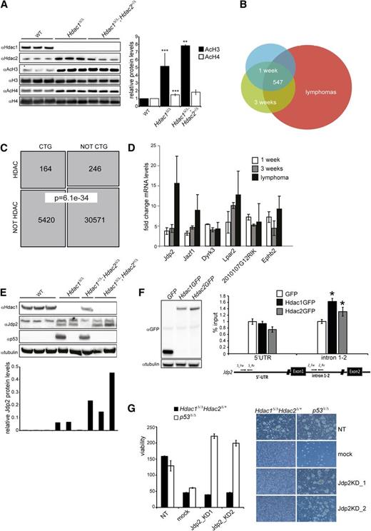 Figure 6. Jdp2, a Myc-collaborating gene is a direct target of Hdac1/2 and is required for the survival of Hdac1Δ/Δ; Hdac2+/Δ lymphomas. (A) Western blot analysis of histone H3 and H4 acetylation in nuclear lysates of preleukemic thymocytes from 3 independent 1-week-old wild-type, LckCre+;Hdac1Δ/Δ and LckCre+;Hdac1Δ/Δ;Hdac2+/Δ mice (left). Acetylated H3 and H4 signals were quantified over total H3 and H4 signal, respectively. While AcH3/H4 levels were significantly higher in LckCre+;Hdac1Δ/Δ and LckCre+;Hdac1Δ/Δ;Hdac2+/Δ thymocytes compared with wild-type thymocytes, only AcH3 levels were increased in LckCre+;Hdac1Δ/Δ;Hdac2+/Δ thymocytes compared with LckCre+;Hdac1Δ/Δ counterparts. (B) Venn diagram demonstrating the overlap between sets of differentially expressed genes (adjusted P value < 0.05, fold change ≥1.5×, n ≥3 independent mice per group) in 1-week-old and 3-week-old Hdac1Δ/Δ;Hdac2Δ/+ thymocytes and lymphomas. (C) Schematic representation of the overlap between CTGs identified in insertional mutagenesis screens and genes deregulated in Hdac1Δ/Δ;Hdac2Δ/+ thymocytes and lymphomas (“HDAC”; Fisher exact test, P = 6.36e-10). (D) Fold changes in mRNA of Myc-collaborating genes Jdp2, Jazf1, Dyrk3, Lpar2, 2010107G12RIK, and Ephb2 in 1-week-old and 3-week-old Hdac1Δ/Δ;Hdac2Δ/+ thymocytes and Hdac1Δ/Δ;Hdac2Δ/+ lymphomas, relative to age-matched wild-type thymi. (E) Western blot analysis of protein lysates of lymphomas of indicated genotypes for Hdac1, Jdp2 (lower band), and p53. Tubulin served as a loading control. (F) Western blot analysis (left) and chromatin immunoprecipitation analysis (right) of GFP, Hdac1-GFP, or Hdac2 GFP expressing p53−/− T-cell lymphoma cell lines for the Jdp2 intron 1-2 and 5′ UTR. (G) Cell viability assessed by cell titer blue assay (left) and representative images (right; magnification 100×) of Hdac1Δ/Δ;Hdac2Δ/+ and p53−/− lymphoma cell lines infected with independent lentiviral Jdp2 shRNA constructs (Jdp2_KD1 or Jdp2_KD2), a lentiviral nontargeting shRNA (NT) construct, or mock infection. WT, wild type.