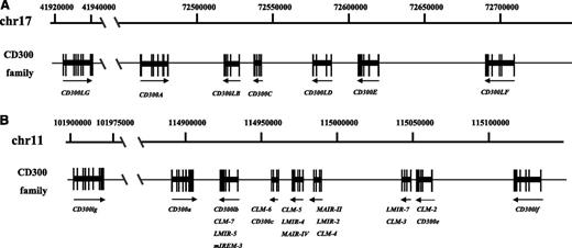 Figure 1. Schematic diagrams showing the organization of the CD300 gene complexes in human (A) and mouse (B). For the murine complex, the CD nomenclature according to the latest draft provided by NCBI and MGI has not been used for all the genes. For the complete CD nomenclature of the murine genes, see Table 2.