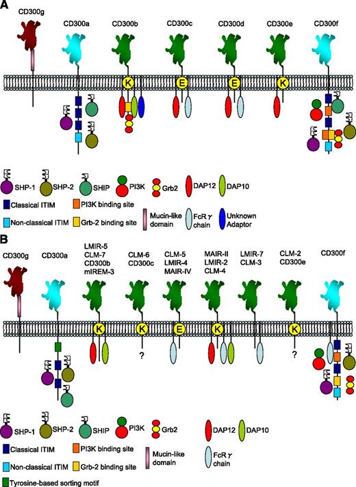 Figure 2. Schematic representation of the CD300 receptors in human (A) and mouse (B). The extracellular domain of the ITIM-containing receptors is colored in turquoise, and that of the non–ITIM-containing receptors is colored in green. The extracellular domain of CD300g is colored in brown. The signaling motifs of each receptor are indicated, and the interaction with phosphatases, adaptor molecules, and kinases is shown. It is important to note that some associations of CD300-activating molecules with adaptor proteins have been demonstrated only in cells transfected with complementary DNAs encoding the corresponding adaptor proteins. The question marks indicate that the signaling pathway is currently unknown. The nomenclature for the mouse receptors follows the nomenclature shown in Figure 1.