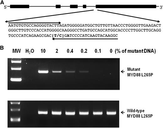 Figure 1. Agarose gel-based conventional AS-PCR assay for detection of MYD88 L265P. (A) MYD88 L265P AS-PCR primer design. The reverse primers with an internal mismatch in the third position from the 3′-end and the common forward primer are indicated by arrows. (B) Sensitivity of the conventional AS-PCR assay was established by serial dilutions of DNA from OCI-LY3 against OCI-LY19 cells. The PCR products (159 bp) for this assay were separated on a 2% agarose gel as indicated by arrows. The mutant MYD88 L265P allele was detected to a dilution of 0.1%. MW, molecular weight.