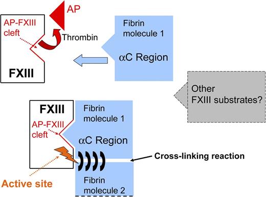 Simplified description of the interaction between activated FXIII and fibrin(ogen). Thrombin induces release of AP-FXIII and exposure of the AP-FXIII cleft. The fibrin αC region binds to the AP-FXIII cleft leading to an ideal position for cross-linking of fibrin chains by the FXIII active site. The same mechanism may also apply to other FXIII substrates.