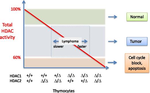 Total HDAC activity (red line) present in thymocytes as a function of HDAC1 and HDAC2. The genotype of the different samples is indicated on the x-axis: +, wild-type allele; Δ, deleted allele. For simplicity, the deacetylase activity function is drawn as a straight line. However, the authors determined that HDAC1 contributes to more activity than HDAC2. The outcomes observed are indicated on the right of the graph, and the speed at which lymphomagenesis develops is depicted by the double arrow in the box. Illustration by Patrick Matthias.