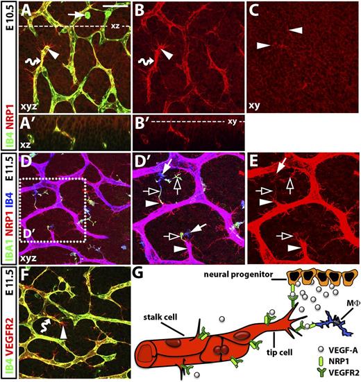 Figure 1. NRP1 expression during hindbrain vascularization in the mouse. (A-F) Whole-mount immunofluorescence labeling of the mouse embryo hindbrain; scale bar (A-D and F) 50 μm. (A) Maximal projection (xy) of a confocal z stack through the E10.5 subventricular zone shows NRP1 on IB4-positive endothelial stalk and tip cells (wavy arrow and arrowhead, respectively; yellow indicates double labeling). NRP1 is also prominent on tip-cell filopodia (IB4 low) and neural progenitors (IB4 negative). (A′) Virtual transverse (xz) section through the z stack in (A) at the level indicated with a stippled line. (B,B′) Single NRP1 channel of (A,A′). Some IB4-positive tissue macrophages (arrow in A) are poorly ramified at E10.5 and do not obviously express NRP1 (compare A with B). (C) Single xy scan of the confocal z stack projection in (B) at the level indicated with a stippled line in (B'); clusters of tip cell filopodia protrude into the neural progenitor layer (arrowheads). (D-E) Confocal z stack through the E11.5 subventricular zone shows that IB4-positive endothelial cells and IBA1/IB4-positive ramified tissue macrophages express NRP1; purple indicates co-labeling with NRP1 and IB4. The boxed area in (D) is indicated at higher magnification in (D′) and as the single NRP1 channel in (E). NRP1 is high on filopodia-studded tip cells and on IBA1-enriched macrophage processes (arrowheads and clear arrows, respectively). NRP1 appears lower in neural progenitors at E11.5 (D) compared with E10.5 (A). (F) Z stack through the subventricular zone at E11.5 shows VEGFR2 expression on IB4-positive endothelial stalk and tip cells (wavy arrow and arrowhead, respectively; yellow indicates double labeling). VEGFR2 is high on filopodia but not obviously expressed by tissue macrophages or neural progenitors. (G) Schematic representation of NRP1 and VEGFR2 distribution and hypothetical interactions in hindbrain cell types during angiogenesis. NRP1 (light green) is co-expressed with VEGFR2 (dark green) on endothelial stalk and tip cells (red), which is a prerequisite for homotypic interactions. NRP1 is also expressed by neural progenitors (orange) and tissue macrophages (Mφ, blue), and therefore heterotypically and in trans relative to VEGFR2 in endothelial cells.