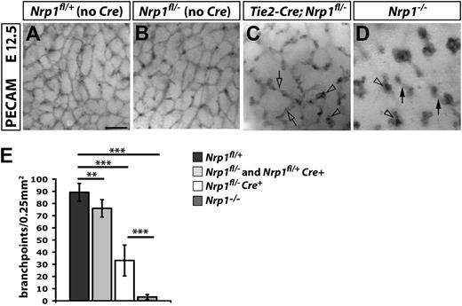 Figure 2. Vascular defects in Tie2-Cre conditional and full Nrp1-null mutants. (A-D) PECAM immunohistochemistry of E12.5 SVP vessels of the indicated genotypes. Clear arrowheads indicate examples of vascular tufts; clear arrows and solid arrows indicate examples of vascular interconnections in the SVP versus deeper brain layers, respectively. Scale bar represents 100 μm. (E) Quantitation of SVP branchpoints at E12.5; error bars represent SD; asterisks indicate P values; **P < .001; ***P < .0001.