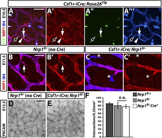 Figure 3. NRP1 expression by tissue macrophages is not essential for brain vascularization. (A) A E10.5 hindbrain with a constitutively active Csf1r-iCre transgene and the Rosa26Yfp reporter was triple labeled for YFP (green), NRP1 (red), and IB4 (blue), shown together (A) and as single channels (A′-A′′′). The solid arrow indicates a tissue macrophage, the clear arrow a NRP1-positive macrophage process; the solid arrowhead indicates a tip cell. Scale bar represents 50 μm. (B,C) Double labeling of E11.5 control Nrp1fl/– and mutant Csf1r-iCre;Nrp1fl/– hindbrains for NRP1 (red) and IB4 (blue) shown together (B,C) and as single NRP1 channels (B′,C′). A NRP1-positive tissue macrophage is indicated with an arrow in (B,B′); NRP1-negative tissue macrophages are indicated with asterisks in (C,C′). Scale bar represents 25 μm. (D,E) PECAM immunohistochemistry of E12.5 littermate hindbrains of the indicated genotypes; scale bar represents 100 μm. (F) Quantitation of SVP branchpoints at E12.5; error bars represent SD; n.s., not significant.