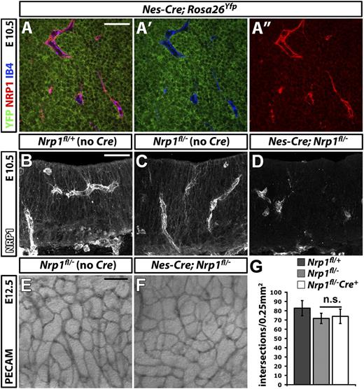 Figure 4. NRP1 expression by neural progenitors is not essential for brain vascularization. (A-A″) Single xy scan through an E10.5 hindbrain carrying the constitutively active Nes-Cre transgene and the Rosa26Yfp reporter, labeled for YFP (green), NRP1 (red), and IB4 (blue), all shown together in (A) or as double YFP/IB4 (A′) and single NRP1 (A″) channels. Scale bar represents 50 μm. (B-D) Immunofluorescent staining for NRP1 of 20-μm thin, frozen sections from E10.5 control Nrp1fl/+, Nrp1fl/–, and mutant Nes-Cre;Nrp1fl/– hindbrains. Scale bar represents 50 μm. (E,F) PECAM immunohistochemistry of E12.5 littermate hindbrains of the indicated genotypes; scale bar represents 100 μm. (G) Quantitation of SVP branchpoints at E12.5; error bars represent SD; n.s., not significant.