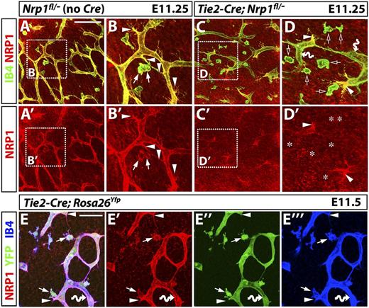 Figure 5. Tie2-Cre;Nrp1fl/– mutants contain tip cells that retain NRP1 expression, even though Tie2-Cre effectively activates the Rosa26Yfp reporter in tissue macrophages as well as endothelial tip and stalk cells. (A-D) NRP1 (red) and IB4 (green) immunofluorescence staining of littermate E11.25 hindbrains lacking Cre or expressing a constitutively active Tie2-Cre transgene on an Nrp1fl/– background; single NRP1 channels are shown below each panel (A′-D′). (B and D) Higher magnifications of the boxed areas in (A and C). Arrowheads indicate examples of tip cells, arrows show examples of tissue macrophages expressing NRP1. Clear arrows in (D) and asterisks in (D′) indicate the position of macrophages lacking NRP1, and curved arrows indicate endothelial stalk cells lacking NRP1. Scale bar represents 100 μm for (A,A′,C,C′). (E) An E11.5 hindbrain carrying a constitutively active Tie2-Cre transgene and the Rosa26Yfp reporter was triple labeled for NRP1 (red), YFP (green), and IB4 (blue); single channels are shown in (E′-E′′′). Scale bar represents 50 μm.
