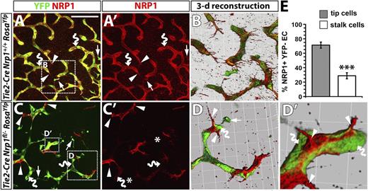 Figure 6. NRP1 expression confers a selective advantage to endothelial cells competing for the tip cell position. (A-D) Immunofluorescence staining of littermate hindbrains of the indicated genotypes; YFP and NRP1 labeling are shown in (A,C), NRP1 only in (A′,C′). Scale bar represents 100 μm. Three-dimensional reconstructions of the boxed areas in (A,C) shown in (B,D,D′). Examples of tissue macrophages, endothelial tip cells, and endothelial stalk cells are indicated with arrows, arrowheads, and curved arrows, respectively; note that some vessels leave the plane of section, and the vessel therefore appears blunt-ended, terminating in a stalk cell. Asterisks in (C′) indicate the position of macrophages lacking NRP1. (E) Percentage of NRP1+ YFP– endothelial cells in the tip versus stalk cell position in Tie2-Cre;Nrp1fl/–;RosaYfp mutant hindbrains.