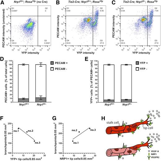 Figure 7. The number of NRP1-positive tip cells in blood vessels with mosaic expression of NRP1 is a good predictor of branching frequency. (A-C) Live cells from the indicated genotypes were FACS-sorted with a PECAM-APC antibody (y axis) and for YFP fluorescence (x axis); (A) Cells from a control embryo lacking YFP and not stained for PECAM; this FACS profile was used to determine gating parameters to identify YFP-positive, PECAM-stained cells in (B,C). (D) Percentage of total PECAM-positive (Q1 + Q2 quadrants) and PECAM-negative (Q3 + Q4 quadrants) cells in (B and C). (E) Percentage of YFP-positive, PECAM-positive cells (Q2 quadrant) and YFP-negative, PECAM-positive cells (Q1 quadrant) in (B,C). (F,G) The number of vessel branchpoints in three littermate mutants lacking NRP1 in the Tie2-Cre lineage correlates inversely with the number of YFP-positive (F) and positively with the number of NRP1-positive tip cells (G). (H) Schematic representation of NRP1 localization in wild-type (top) and chimeric (bottom) vessel sprouts; NRP1 is present on both tip and stalk cells in wild-types (bright red), whereas NRP1 is high on mutant tip cells (bright red) and low on mutant stalk cells (faded red) of chimeric vessels.