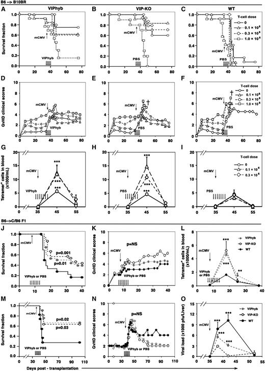 Figure 1. Allo-BMT recipients treated with VIP antagonist or transplanted with VIP-KO donors had improved survival following mCMV infection. B10BR and CB6 F1 mice were transplanted with grafts from either VIP-KO or WT C57BL/6 mice. Transplant recipients were treated with 7 daily s.c. injections of 10 μg of VIPhyb or PBS starting the day prior to mCMV infection on day 8 or on day 35 posttransplant. Mice were examined daily for survival and clinical signs of GVHD. Peripheral blood was collected and tetramer+ CD8+ T-cells analyzed by flow cytometry. Viral loads in the liver from mice subjected to necropsy at predetermined time points were measured by plaque assay as previously described.8,14,15 (A-C) Survival of B6→B10BR recipients of 5 × 106 TCD-BM alone or TCD-BM plus 0.1 × 106, 0.3 × 106, or 1 × 106 splenic T-cells, treated with VIPhyb (A) or PBS (B, C). Mice were infected with 1 × 105 mCMV PFU on day 35 posttransplant. Data are pooled from 2 replicate experiments with 12 total mice per group. (D-F) GVHD clinical scores for the B6→B10BR groups transplanted in panels A-C.23-25 (G-I) tetramer+ CD8+ T-cells in the B6→B10BR groups transplanted in panels A-C. (J) Survival of B6→CB6 F1 recipients of 5 × 106 TCD-BM plus 3 × 106 splenocytes following infection with 5 × 103 mCMV PFU on day 8 posttransplantation. Data are from 3 independent experiments with a total of n = 22 mice for each group. (K) GVHD clinical scores in mCMV-infected B6→ CB6 F1 transplant recipients in panel J (SD were +/− 18% of mean values at respective time-points and omitted). (L) tetramer+ CD8+ T-cells in the B6→CB6 F1 groups transplanted in panel J. (M) Survival of B6→CB6 F1 recipients of 5 × 106 TCD-BM plus 3 × 106 splenocytes following 2 × 104 mCMV PFU infection on day 35 posttransplant. Data are pooled from 3 independent experiments; n = 36 for both the WT group and VIP-KO group, and n = 30 for the VIPhyb group. (N) GVHD clinical scores of B6→CB6 F1 transplanted mice from M (SD were +/− 20% of mean values at respective time-points and omitted). (O) Viral load in the liver of B6→CB6 F1 recipients of 5 × 106 TCD-BM plus 3 × 106 splenocytes following infection with 2 × 104 mCMV PFU on day 35 posttransplant. Data in panel O are mean values ± standard error of the mean from 2 replicate experiments with 10 mice per time point. **P < .01 and ***P < .001 signify significant differences between VIP-KO or VIPhyb-treated group and PBS-treated WT group. NS, not significant.
