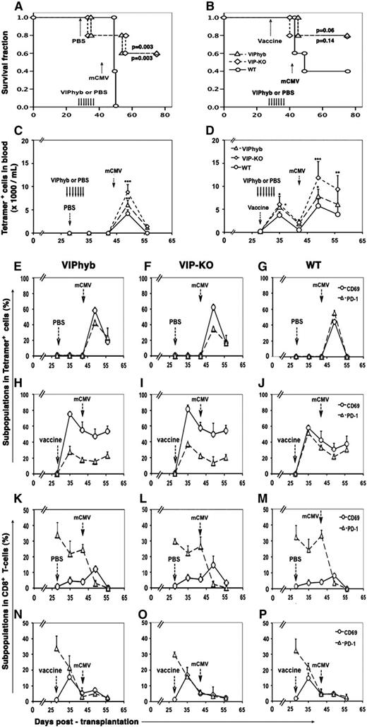 Figure 2. Allo-BMT recipients treated with VIP antagonist or transplanted with VIP-KO donors had enhanced primary and secondary antigen-specific cellular immune responses to Lm-MCMV vaccine and mCMV infection. B10BR mice were transplanted with 5 × 106 TCD-BM plus 0.3 × 106 T-cells as described in Figure 1. Twenty-eight days posttransplant, mice were vaccinated with 1 × 106 colony-forming units Lm-MCMV or PBS by i.p. injection and then infected with 1 × 105 mCMV PFU on day +42 posttransplant. (A–B) Survival of transplant recipients treated on day 28 with either PBS (left) or VIPhyb (right). (C-D) Content of tetramer+ CD8+ T-cells in the blood of mice from panels A and B, respectively. (E-J) Percentage tetramer+ CD8+ T-cells expressing PD-1 or CD69. (K-P) Percentage of total CD8+ T-cells expressing CD69 or PD-1. Data are mean values ± standard deviation from 2 replicate experiments with 10 mice per time point. *P < .5, **P < .01, and ***P < .001 signify significant differences comparing mCMV-peptide MHC-tetramer+ CD8+ T-cell levels between VIP-KO or VIPhyb group and WT group.