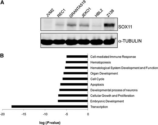 Figure 1. ChIP-chip screening of SOX11-bound target genes in MCL cell lines. (A) The expression levels of SOX11 protein in different MCL cell lines (JVM2, REC1, GRANTA519, JEKO1, HBL2, and Z138) were detected by WB using an anti-SOX11 antibody (H-290). α-Tubulin was used as a loading control. (B) IPA functional annotation tool related to the high-confidence SOX11-bound genes. The 10 most significant biological-process GO terms and their log P values are shown.