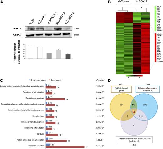 Figure 2. GEP upon SOX11 silencing. (A) SOX11 silencing in Z138 stably transduced with shSOX11.1, shSOX11.2, and shSOX11.3 was verified (upper panel) at the protein level by WB using GAPDH as a loading control and (lower panel) at the transcriptional level by qRT-PCR. A scramble shControl and untransduced cells (Z138) are also shown. Bar plot represents the mean ± SD of 3 independent experiments. (B) Heat map illustrating 366 significant differentially expressed genes (adjusted P < .05 and log2 FC > 0.7) in Z138 shSOX11.1 and shSOX11.3 compared with 2 Z138-shControl cells. Red indicates increased expression and green decreased expression relative to the median expression level according to the color scale shown. (C) DAVID functional annotation of the 366 differentially expressed genes. The 11 most significant (P < .05) biological process GO terms, their P value, enrichment score, and gene count are shown. (D) Venn diagram depicting the overlap of 1133 SOX11-bound genes (orange circle), 2790 significant differentially expressed genes (P < .05) upon SOX11 silencing (blue circle), and differentially expressed genes using more stringent statistical criteria (P < .05 and log2 FC > 0.7) (purple circle).