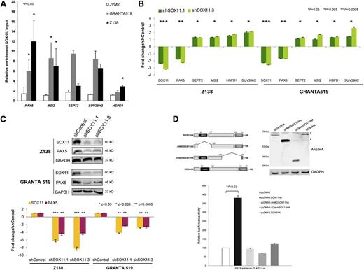 Figure 3. SOX11 directly regulates PAX5 transcription. (A) Binding of SOX11 to regulatory regions of PAX5, MSI2, SEPT2, SUV39H2, and HSPD1 was confirmed by ChIP-qPCR in different MCL cell lines. Results are shown as enrichment relative to input. (B) Levels of the indicated transcripts in Z138 and GRANTA519 quantified by qRT-PCR after SOX11 silencing. Fold-change differences compared with control cells are shown. (C) Upper panel: Levels of SOX11 and PAX5 in Z138 and GRANTA519 cell lines stably transduced with shControl, shSOX11.1, or shSOX11.3 determined by WB, using GAPDH as a loading control. Lower panel: Fold-change differences of SOX11 and PAX5 protein expression levels between control and silenced cells. SOX11 and PAX5 expression levels were corrected by quantification of GAPDH expression levels. (D) Luciferase assays in transient cotransfections of PAX5 enhancer-GL4.23 Luc with SOX11 full-length, the truncated SOX11 proteins (SOX11ΔHMG and SOX11ΔCtermTAD), or SOX4 full-length expression vectors, in HEK293 cells. Upper panel: Schematic representation of the constructs and results of the WB experiment of SOX11 mutants are shown. *Nonspecific bands. Bottom panel: Results are shown as fold induction relative to luciferase activity in cotransfection with the empty vector (pcDNA3). Bar plot represents the mean ± SD of 3 independent experiments. The significance of difference was determined by paired t test. HA, hemagglutinin.