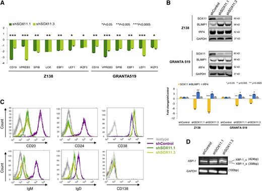 Figure 4. SOX11 activates B-cell–specific genes and represses plasma cell gene program. (A) Messenger RNA expression levels of the indicated genes were analyzed by qRT-PCR in Z138 and GRANTA519 stably transduced with shSOX11.1 or shSOX11.3. Figure shows the fold differences compared with the corresponding control cells (±SD; n = 3 technical replicates). P values are shown. The significance of difference was determined by independent-samples t test. (B) Upper panel: BLIMP1 and IRF4 expression levels in Z138 and GRANTA519 stably transduced with shControl, shSOX11.1, or shSOX11.3 assessed by WB, using GAPDH as a loading control. Lower panel: Fold-change differences of SOX11, BLIMP1, and IRF4 protein expression levels between control and silenced cells. SOX11, BLIMP1, and IRF4 expression levels were corrected by quantification of GAPDH expression levels. (C) Histograms showing the expression of B-cell and plasma cell surface markers (CD20, CD24, CD38, and CD138) and surface IgM and IgD measured by flow cytometry in shControl, shSOX11.1, and shSOX11.3 Z138 cell lines. Isotype control is shown in gray. (D) XBP1 mRNA expression levels by RT-PCR in Z138shControl, shSOX11.1, or shSOX11.3. GADPH was used for the loading control.