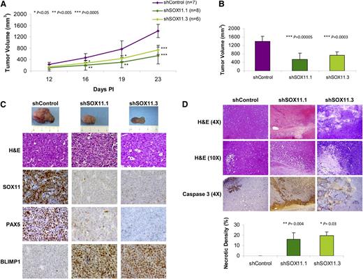 Figure 5. SOX11 silencing inhibits the growth of MCL tumors in SCID mice. (A) Z138 stably transduced with shSOX11.1, shSOX11.3, and shControl (107cells/mouse) were subcutaneously inoculated into the right flank of CB17-SCID mice. Tumor growth was measured using a caliper at the indicated days PI. Bar plot represents the mean ± SD. (B) Tumor volume (mm3) of Z138shSOX11.1 (n = 8), Z138shSOX11.3 (n = 6), and Z138shControl (n = 7) cells at day 23 PI into the lower dorsum of CB17-SCID mice. (C) Macroscopic appearance (upper panel) and consecutive histological sections from representative shSOX11 and shControl tumors stained with hematoxylin and eosin (H&E) and specific antibodies anti-human SOX11, PAX5, and BLIMP1 (×40). (D) Histologic sections of representative shSOX11 and shControl tumors (upper panels, H&E ×4 and ×10). shSOX11 tumors show extensive necrotic areas that are minimal in shControl tumors. Necrotic areas are highlighted by the immunostaining for activated caspase-3 (×4). Lower panel: Density (percentage of necrotic areas vs total area of the histologic section) of necrotic areas in control and SOX11-silenced tumors delineated by the presence of activated caspase-3–positive areas. Bar plot represents the mean percentage ± SD. P values are shown. The significance of difference was determined by independent-samples t test.