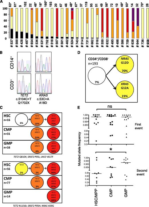 Figure 1. Early clonal dominance, linear accumulation of mutations, and clonal selection during myeloid differentiation. (A) Clones from sorted BM HSC (CD34+/CD38−/CD90+, noted with an asterisk) or peripheral blood immature cells (CD34+/CD38−) of 28 patients (detailed in Table 1) were cultured at 1 per well in liquid medium for 12 days in the presence of cytokines, then collected, and assessed by allele discrimination analysis of each individual mutation initially identified in peripheral blood CD14+ cells. Proportion of clones with black: wild type, yellow: 1 mutation, orange: 2 mutations, red: 3 mutations, purple: 4 mutations. Numbers on the top of the bars indicate the number of clones analyzed. (B) Examples of Sanger sequences in CD14+ and CD3+ sorted cells for 2 mutations in a representative sample (UPN #524). (C) Putative evolutionary trees of sorted BM CD34+ populations generated by genetic classification of individual cells. Simple linear trees from 2 samples (top: UPN #531: TET2 Q810×; SRSF2 P95H; JAK2 V617F; bottom: UPN #632: TET2 N1156I; SRSF2 P95L; NRAS A59G) with all mutations heterozygous in all clones (white: no mutation, yellow: 1 mutation, orange: 2 mutations, red: 3 mutations). (D) Repartition of 193 CD34+/CD38− clones showing a unique somatic mosaicism in patient UPN #752 harboring 2 independent subclones with NRAS G12D and KRAS G12A genotypes. (E) Proportion of mutated clones in HSC or MPP, CMP, and GMP fractions from 14 patients (10 with 2 or more mutations, 4 with 1 mutation); ns, nonsignificant, *P < .05 (HSC or MPP vs GMP, Wilcoxon matched-pair signed-rank test for 11 and 8 pairs, respectively). Bar: median percentage.