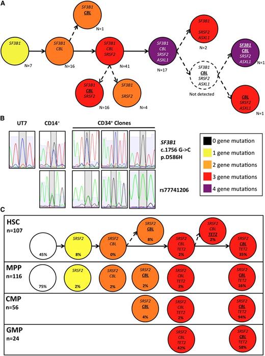 Figure 2. Clonal branching through loss of heterozygosity by mitotic recombination. (A) Putative evolutionary tree generated from the classification of all sorted BM CD34+ clones (n = 106; pooling all subpopulations) for UPN #638 accounting for the heterozygosity status at each locus, showing multiple branching with LOH of the CBL and SF3B1 mutation (italicized: heterozygous, bold & underlined: homozygous). (B) Corresponding Sanger sequences at the SF3B1 locus of CD34+ clones from UPN #638 with wild-type, heterozygous, and homozygous SF3B1 according to the TaqMan allelic discrimination assay showing the mutation region (top panel) and the informative SNP rs77741206 located 46 bp in the 3′ intronic region. Sequences from total CD14+ cells of UPN #638 and from the UT7 cell line as control. (C) Putative evolutionary trees of sorted BM CD34+ populations from UPN #507. White: no mutation, yellow: 1 mutation, orange: 2 mutations, red: 3 mutations, purple: 4 mutations. Only mutated genes are indicated in each subclone (italicized: heterozygous, bold and underlined: homozygous).