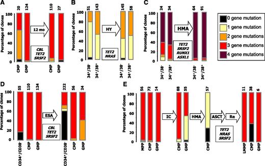Figure 3. Clonal architecture is dynamic and selectively affected by therapy. Proportion of mutated clones in the indicated peripheral blood (A) or BM (B-E) CD34+ fractions of matched samples from untreated (A) or treated (B-E) patients. Mutated genes are indicated in their inferred order of apparition from top to bottom (see Table 1 for details). (A) UPN #516: TET2 K450×, NRAS G12D. (B,D) UPN #507: TET2 S716×, CBL W408R, SRSF2 P95H. C. UPN #550: TET2 D1242TfsX11, RUNX1 Y376LfsX197, SRSF2 P95H, ASXL1 E635RfsX15.(E) UPN #632: TET2 N1156I; NRAS A59G; SRSF2 P95H. The total number of interrogated clones is indicated on the top of the bars. Missing fractions represent phenotypes underrepresented in posttreatment samples. Note that in UPN #632, showing RAEB-2 rapidly evolving to AML at relapse, the LMPP and GMP fractions were dominant, as previously described.47 12 mo, 12 months untreated evolution; ASCT, Allogeneic Stem Cell Transplantation; ESA, Erythropoiesis-Stimulating Agent; HMA, Hypomethylating Agent; HY, Hydroxyurea; IC, Intensive Chemotherapy; LMPP, Lymphoid-primed multipotent progenitors; Re, AML Relapse.