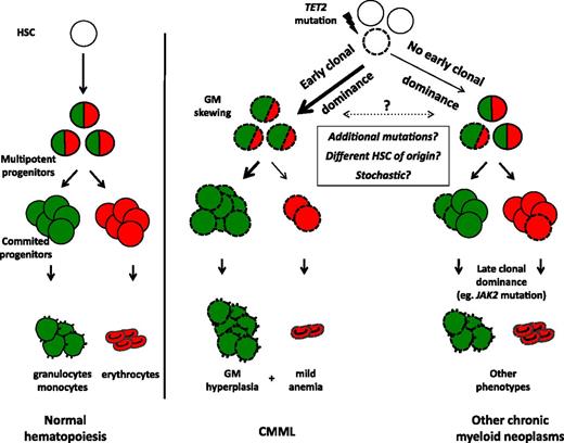 Figure 7. Proposed model linking early clonal dominance with granulomonocytic skewing of immature progenitors in CMML. According to their stage of expansion (early in CMML, later in other chronic myeloid neoplasms), TET2 mutations will or will not give rise to monocytosis. TET2-mutated cells are represented with dashed lines. Granulomonocytic differentiation potential is depicted in green, erythroid potential in red.
