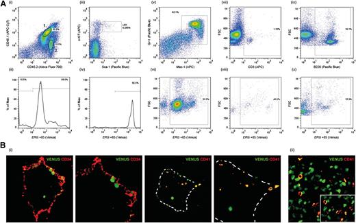 Figure 1. ERG +85 enhancer targets HSCs. (A) CD45.1/45.2 mice were transplanted with Venushigh LSK cells from CD45.2 SV40/Erg +85/Venus transgenic mice. BM cells stained for CD45.1 and CD45.2 at 14 weeks post-transplant show a mix of donor-derived (2) and recipient (1) cells. Donor-derived CD45.2 BM cells continue to express the Venus reporter 14 weeks post-transplant (i-ii). The Erg +85 enhancer remains highly active (ie, high Venus expression) in donor-derived LSK cells 14 weeks post-transplant (iii-iv). Donor-derived Mac1+/Gr1+ myeloid cells in the recipient continue to express the Venus reporter 14 weeks post-transplant (v-vi). A proportion of donor-derived CD3+ T cells in the recipient continue to express the Venus reporter 14 weeks post-transplant (vii-viii). Donor derived B220+ B cells in the recipient continue to express the Venus reporter 14 weeks post-transplant (ix-x). (B) Transverse cryosections through the aorta-gonad-mesonephros of E10.5 SV40/Erg +85/Venus transgenic embryos stained with CD34 (endothelial, HSC) and CD41 (an early marker of definitive hematopoiesis). Venus-expressing cells in the dorsal aorta express CD41 (i). A cryosection through the fetal liver of an E11.5 SV40/Erg +85/Venus transgenic embryo. CD41-expressing fetal liver cells also express the Venus reporter (ii).