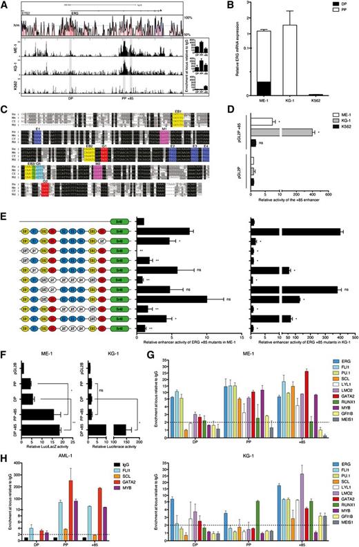 Figure 3. ERG +85 stem cell enhancer is regulated by HSC TFs in AML cells. (A) H3K9/14Ac ChIP-chip profiles across the ERG locus are shown for 2 high (ME-1 and KG-1) and 1 low (K562) ERG-expressing AML cell lines. qRT-PCR confirmation of enrichments (from an independent ChIP experiment) is shown to the right of each profile. (B) Abundance of ERG transcripts originating from either the distal or proximal promoter is shown relative to total ERG expression in each AML cell line. (C) The +85 enhancer has a number of highly conserved TF binding sites including E-box (EB, CANNTG, yellow), Ets (E, GGAW, blue), Myb (M, YAACNG, purple), Gata (G, GATA, red), and Gfi (AAATCA, cyan). (D) Stable (KG-1 and K562) and transient (ME-1) transfection assays show activity of the +85 enhancer in conjunction with a heterologous SV40 promoter. (E) Mutation of conserved TF binding sites in conjunction with transient (ME-1) and stable (KG-1) transfection assays in ERG-expressing AML cells shows the dependence of the +85 enhancer on specific binding sites for its activity in leukemic cells. (F) Activity of the endogenous ERG promoters in AML cells either alone or in conjunction with the +85 enhancer measured by transient (ME-1) and stable (KG-1) transfection assays. (G) ChIP-qPCR enrichment of HSC TFs at the +85 enhancer and promoters of ERG in ME-1 and KG-1 AML cells. (H) ChIP-qPCR enrichment of TFs at the ERG +85 stem cell enhancer and promoters in AML patient 1, a patient with H3K9/14Ac enrichment at both promoters and enhancer. *P < .05; **P < .01. NS, not significant.