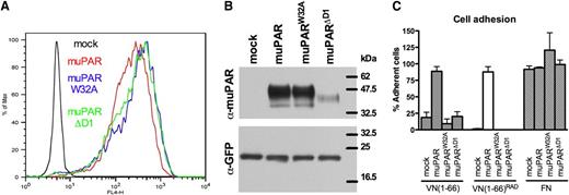Figure 1. Characterization of HEK293 cells expressing mouse uPAR variants. (A) muPAR variants are expressed at comparable levels in transfected 293 cells. Cell surface expression profiles of mock (black), muPAR (red), muPARW32A (blue), and muPARΔD1 (green) transfected cells were analyzed by flow cytometry using a monoclonal antibody against mouse uPAR. (B) Western blot analysis illustrating the molecular weights of the different mouse uPAR variants. Equal amounts of cell extracts were fractionated by nonreducing SDS-PAGE and probed with the same antibody used in FACS analysis with an anti-GFP antibody as control. (C) W32A substitution or deletion of the entire domain 1 impairs the activity of muPAR in promoting cell adhesion to VN. Cells expressing the different receptor variants were seeded in wells coated with VN(1-66), VN(1-66)RAD, or FN and allowed to adhere for 30 minutes at 37°C. After washing, adherent cells were fixed and quantified. Specific cell adhesion is shown as percent of cell binding to poly-D-lysine. Data represents the mean ± standard error of the mean of independent experiments (n = 3).
