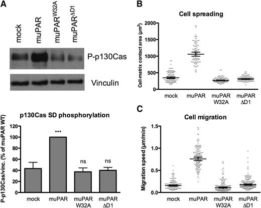 Figure 2. Mouse uPAR promotes VN-dependent p130Cas activation, cell spreading, and migration. (A) muPAR induces VN-dependent p130Cas substrate domain phosphorylation. Cells were incubated overnight in serum-supplemented medium in tissue culture dishes, washed, and lysed in SDS-PAGE sample buffer. Equal volumes of lysates were analyzed by western blotting using an antibody specific for p130Cas phosphorylated on Tyr410. The blots were stripped and then reprobed for VN as loading control. The lower panel shows the quantification of independent experiment (n = 5). (B) muPAR-induced cell spreading requires VN binding to the receptor. Cells in serum-supplemented medium were seeded sparsely on glass cover slides and left to adhere overnight. After fixation, DIC microscopy images were recorded and the cell-matrix contact areas quantified using ImageJ software. Each dot represents a single cell. Bars indicate the geometric mean with 95% confidence intervals. The data represent cell-matrix contact areas of randomly selected cells (n = 93–122) pooled from 2 independent experiments. (C) The interaction between uPAR and VN promotes migration of 293 cells on serum-coated surfaces. Cells grown in serum-supplemented medium were monitored by phase-contrast time-lapse microscopy. The migration speed of individual cells was quantified by manual cell tracking using the ImageJ software. Each dot represents the migration speed of a single cell. Bars indicate the geometric mean with 95% confidence intervals. The data represent migration speeds of randomly selected cells (n = 93–138) pooled from 2 independent experiments.