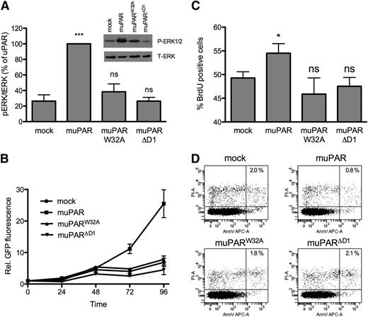 Figure 3. muPAR expression in 293 cells induces VN-dependent ERK1/2 activation and cell growth. (A) muPAR expression induces VN-dependent ERK1/2 activation. Semiconfluent cells were serum starved for 4 hours prior to cell lysis and immunoblot analysis of ERK1/2 activation. Blots were probed for phosphorylated (Thr202/Tyr204) ERK1/2, stripped, and reprobed for total ERK1/2. Representative blots are shown, and the quantification of independent (n = 5) experiments is shown (bar graph). (B) uPAR promotes VN-dependent cell growth of HEK293 cells. Cells were seeded in 96-well tissue culture plates. Cell growth was quantified by measuring the relative increase in GFP-fluorescence. (C) Effect of uPAR–VN interaction on cell proliferation. Semiconfluent cells were pulsed with BrdU for 1 hour and stained with an anti-BrdU antibody and PI. BrdU incorporation and DNA content were analyzed by flow cytometry. The graph represents the mean of percentages of cells in S phase according to BrdU signal and DNA content (n = 4). (D) Effect of uPAR–VN interaction on apoptosis. Cells were stained with an annexin V antibody and PI prior to analysis by flow cytometry. Representative dot plots of 3 independent experiments are shown. The global cell population was divided into 4 subpopulations according to the PI and annexin V signal intensity. The percentage of double-positive apoptotic cells is shown.