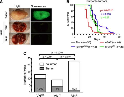 Figure 4. Role of VN and the uPAR–VN interaction in xenograft tumor growth. (A) Absence of macro-metastasis foci in the lungs of SCID mice xenografted with HEK293 cells expressing mouse uPAR. Primary tumors and lungs were collected from killed mice, fixed in PFA, and imaged using an inverted fluorescence microscope. Representative images of primary tumors (upper panel) and front and back views of lungs (lower panels) are shown. (B) Expression of uPAR reduces tumor latency. Anesthetized 8-week-old SCID mice were inoculated in the fourth mammary fat pad with mock (black), muPAR (red), muPARW32A (blue), and muPARΔD1 (green) transfected cells. The appearance of tumors was monitored by palpation. Kaplan-Meier curves show the fraction of tumor-free mice. The total number of mice analyzed with each cell line is indicated and includes complete data from 3 to 5 independent experiments. (C) VN deficiency impairs MDA-MB-231 tumor formation in immunodeficient RAG−/− mice. MDA-MB-231 cells were injected into the fourth mammary fat pad of RAG−/−/VN+/+, RAG−/−/VN−/−, or RAG−/−/VN+/− mice and tumor formation monitored. The graph shows data pooled from 2 independent experiments and indicates the number of tumor-bearing mice and total number of mice injected. At the end of the observational period (4 months), none of the remaining mice (RAG−/−/VN−/−, n = 22; RAG−/−/VN+/+, n = 3; and RAG−/−/VN+/−, n = 5) had palpable tumors.