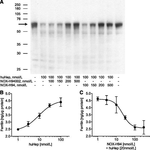 Figure 1. Antihepcidin Spiegelmer inhibits hepcidin effects in vitro. (A) Ferroportin western blot analysis of lysates obtained from mouse J774A.1 macrophages after stimulation with huHep alone or in combination with different concentrations of the L-oligoribonucleotide NOX-H94002 or its PEGylated variant NOX-H94 (1 representative experiment of 9). (B) Ferritin content of lysates obtained from macrophages after stimulation with different concentrations of huHep (1 representative experiment of 3) or (C) after stimulation with 20 nM huHep and different concentrations of NOX-H94. The results from 6 independent experiments were taken to calculate a half maximal inhibitory concentration mean value. Ferritin content was analyzed with a mouse ferritin ELISA (2 lysates, each tested twice in the ELISA, mean ± standard deviation). The amount of ferritin was normalized to total protein.