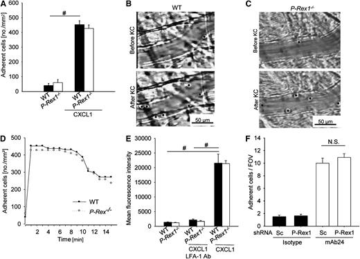 Figure 3. Gαi-signaling is independent of the presence of P-Rex1. (A) Adherent cells per square millimeter in cremaster venules before (left) and after (right) injection of 500 ng CXCL1 in WT (n = 4) and P-Rex1−/− (n = 5) mice ± SEM. (B-C) Representative images of venules before (upper panel) and after (lower panel) CXCL1 treatment in WT (B) and P-Rex1−/− (C) mice. (D) Numbers of adherent cells per square millimeter in untreated venules of the cremaster muscle of WT (n = 4) and P-Rex1−/− (n = 5) mice before and up to 15 minutes after CXCL1 injection. (E) ICAM-1 adhesion to CD45+, Ly-6B.2+ and Gr-1+ WT (n = 3) and P-Rex1−/− (n = 3) bone marrow cells without stimulation and after stimulation with CXCL1. Shown is mean fluorescence intensity of labeled ICAM-1 as determined by flow cytometry ± SEM. (F) HL-60 cells lines analyzed in a flow chamber adhesion assay coated with IL-8 and either an antibody specific for the open conformation of LFA-1 or isotype control. Depicted are mean adherent cells per field of view ± SEM. FOV, field of view; KC, keratinocyte-derived chemokine; Sc, scrambled. #P < .05.