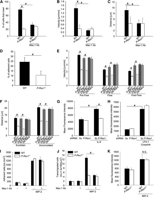 Figure 4. P-Rex 1 is required for Mac-1 dependent intravascular crawling. (A-C) Intravascular crawling of Gr-1 labeled neutrophils in venules of the cremaster muscle during superfusion with MIP-2 (5 nM). Displayed are the percentage of adherent cells that crawled (A), mean crawling velocity of adherent cells (B), and mean distance crawled by adherent cells (C) in WT (n = 5) and P-Rex 1−/− (n = 5) and corresponding experiments after injection of a blocking anti-Mac-1 antibody (n = 3 each) mice ± SEM. (D-F) Isolated P-Rex1−/− and WT neutrophils were stimulated with MIP-2 and analyzed using a parallel plate flow chamber crawling assay coated with mouse serum. (D) Presented is the mean percentage of cells that remained adherent after applying flow of WT and P-Rex1−/− neutrophils (10 dyn/cm2, 2 minutes) ± SEM (n = 3). (E) Mean crawling velocity before (left), during (middle) and after (right) applying flow (2 dyn/cm2) ± SEM, (F) mean eucledian (left) and accumulated (right) crawled distance ± SEM of WT, P-Rex1−/− neutrophils and WT cells pretreated with WT or DN peptides for Rac1 or Rac2. (G) Mac-1 activation in HL-60 transfected with either scrambled or P-Rex1 short hairpin RNA after stimulation with IL-8 (n = 3). Bars are mean fluorescence intensity ± SEM as determined by FACS analysis using an antibody specific for the activated conformation of Mac-1. (H) Mac-1 activation after crosslinking of LFA-1 in HL-60 cells (n = 3). Displayed is mean fluorescence intensity ± SEM. (I) Adherent cells in the postcapillary venules of the cremaster muscle in WT and P-Rex1−/− mice with and without MIP-2 and with and without injection of a blocking anti-Mac-1 antibody. Displayed are adherent cells per mm2 ± SEM. (J) Corresponding analysis of transmigrated cells as cells per 1.5 × 104 μm2 ± SEM. (K) Mac-1 expression of blood neutrophils with and without MIP-2 stimulation as measured by flow cytometry. Presented as mean fluorescence intensity ± SEM. #P < .05.