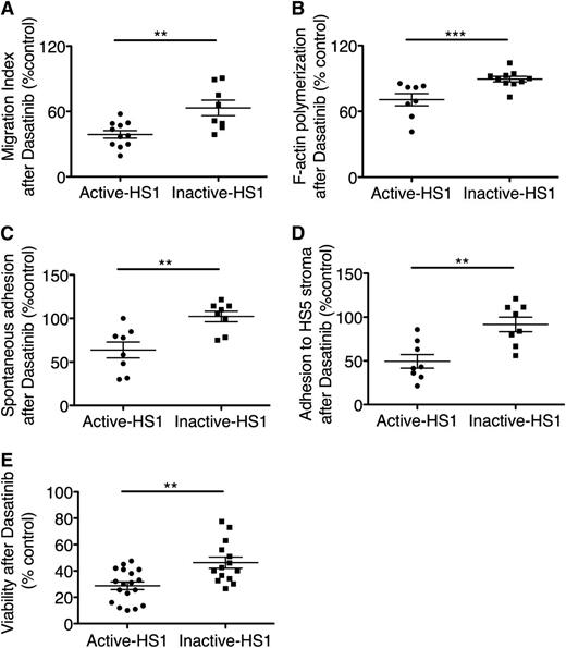 Figure 5. Targeting the LYN/HS1 axis affects the cytoskeletal functionality and cell viability of a sizable portion of CLL patients. (A) In the dot plot, chemotaxis toward CXCL12 was evaluated in 19 CLL primary samples after treatment with 100 nM dasatinib. CLL cases are divided based on LYN/HS1 activation status in active-HS1 (n = 11) and inactive-HS1 (n = 8). Means ± SEM of the migration indexes after treatment (as a percentage of the untreated control; see “Materials and methods”) are displayed, and significant chemotaxis reduction of active-HS1 cells was observed, as compared with inactive-HS1 cells. (B) In the dot plot, CXCL12-induced F-actin polymerization was evaluated in 18 CLL primary samples after treatment with 100 nM dasatinib. CLL cases were divided based on LYN/HS1 activation status in active-HS1 (n = 8) and inactive-HS1 (n = 10). Means ± SEM of the F-actin polymerization after treatment (as a percentage of the untreated control; see “Materials and methods”) are displayed, and significant F-actin polymerization reduction of active-HS1 cells was observed as compared with inactive-HS1 cells. (C) In the dot plot, spontaneous adhesion to BSA-coated plates was evaluated in 16 CLL primary samples after treatment with 100 nM dasatinib. CLL cases are divided based on LYN/HS1 activation status in active-HS1 (n = 8) and inactive-HS1 (n = 8). Means ± SEM of the spontaneous adhesion after treatment (as a percentage of the untreated control; see “Materials and methods”) are displayed, and significant spontaneous adhesion reduction of active-HS1 cells was observed, as compared with inactive-HS1 cells. (D) In the dot plot, adhesion to HS5 stroma was evaluated in 16 CLL primary samples after treatment with 100 nM dasatinib. CLL cases are divided based on LYN/HS1 activation status in active-HS1 (n = 8) and inactive-HS1 (n = 8). Means ± SEM of the adhesion to HS5 after treatment (as a percentage of the untreated control; see “Materials and methods”) are displayed, and significant reduction of active-HS1 cell adhesion to HS5 was observed, as compared with inactive-HS1 cells. (E) In the dot plot, viability after 48 hours of 100 nM dasatinib treatment was evaluated in 32 primary CLL samples, divided based on LYN/HS1 activation status in active-HS1 (n = 18) and inactive-HS1 (n = 14). Means ± SEM of the viability after treatment (as a percentage of the untreated control) assessed by luminescence-based detection of cellular adenosine triphosphate content are displayed, and preferential viability reduction of active-HS1 cells was observed. **P ≤ .01; ***P ≤ .001, not significant, Mann-Whitney U test.