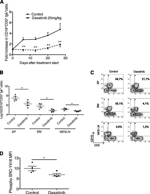 Figure 6. Targeting the LYN/HS1 axis in vivo delays disease progression in a transplantable model of CLL. (A) The graph shows the accumulation of CD19+CD5+Igκ+ CLL cells in the PB from mice treated with the vehicle control (n = 4) or 25 mg/kg dasatinib (n = 4), as assessed by cytofluorimetric analysis at day 0, day 6, day 13, day 20, and day 27 (euthanasia) after treatment initiation. Displayed are the means ± SEM of the fold increase of CD19+CD5+Igκ+ cells over time, showing the effect of the drug in reducing PB clonal cell accumulation during the whole treatment period. (B) The dot plot displays the absolute number of total CD19+CD5+Igκ+ CLL cells, quantified by the absolute count and analyzed by flow cytometry, present in the SPs, BM, and MESLNs from mice treated with the vehicle control (n = 4) or 25 mg/kg dasatinib (n = 4). Displayed are the means ± SEM of log-transformed values of total CD19+CD5+Igκ+ cells in each organ, showing significant reduction of organ infiltration after treatment. (C) Flow cytometry stainings of SPs (upper panels), BM (middle panels), and MESLNs (lower panels) of 1 representative mouse treated with the vehicle control (left plots) or 25 mg/kg dasatinib (right plots). The number in each dot plot indicates the percentage of total CD19+CD5+Igκ+ cells among lymphocytes. (D) The graph shows the MFI of phosphorylated SRC-Y416 ± SEM from the intracellular staining on SP preparations from mice treated with the vehicle control (n = 4) or 25 mg/kg dasatinib (n = 4), measured as a surrogate marker for LYN activity and analyzed by flow cytometry on gated CD19+CD5+ cells. The results show significant reduction of SRC phosphorylation in vivo at the end of treatment. *P ≤ .05, unpaired Student t test; **P ≤ .01; RM-ANOVA.